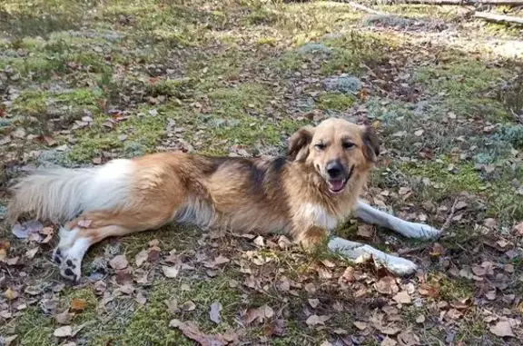 Пропала собака, женская, улица Белинского, 33, Павлово - photo