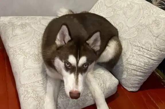 Найденные животные Нижний Новгород, фото: Найден собака, Канавинский район, Нижний Новгород - молодой и послушный хаски