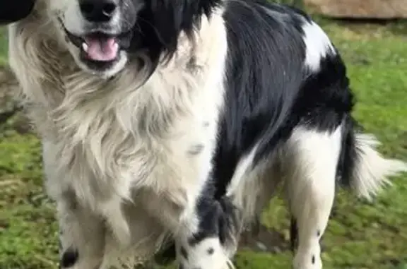 Пропал собака, улица Ленина, Сергиевск - бело-черный окрас - photo
