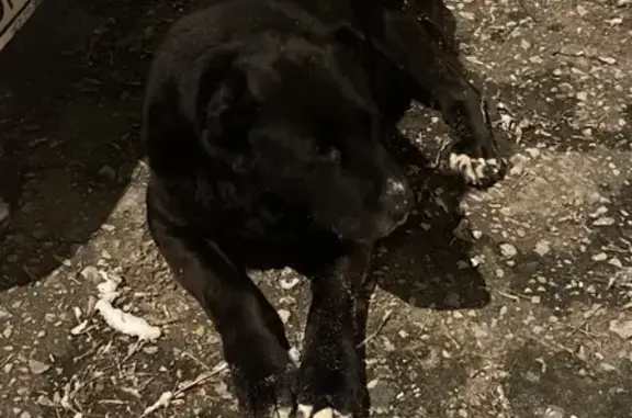 Найдена собака, Большевик, фото: Найдена собака, Большевик, Московская область - крупная, хромает на заднюю лапу