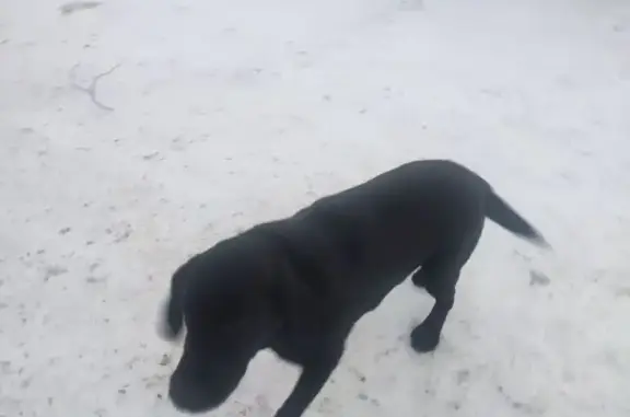 Найденные животные Нижний Новгород, фото: Найдена собака, Ракетная улица, Нижний Новгород - чёрный лабрадор с ошейником