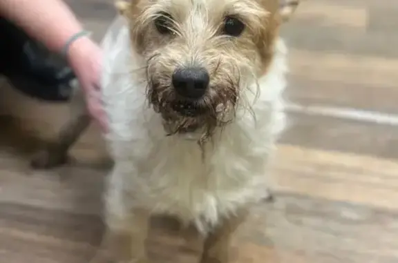 Найдена собака, Курск, фото: Найдена собака, улица Цюрупы, городской округ Курск - взрослая девочка, контактная