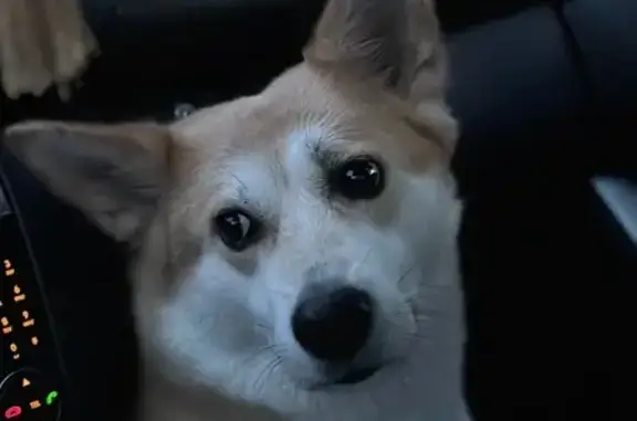 Собаки потеряшки, Казань, фото: Потеряшка собака, улица Адоратского, 40, Казань - добрая и контактная