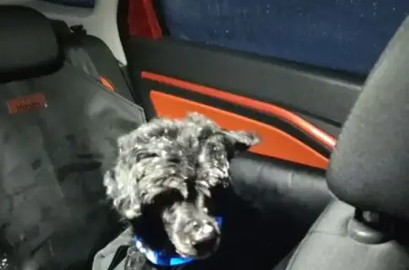 Найденные животные Архангельск, фото: Найден собака, улица Гагарина, 44, Архангельск - черный пудель в синем светящемся ошейнике