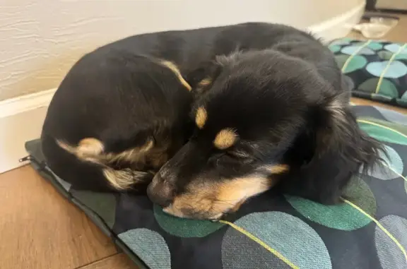 Найденные животные Челябинск, фото: Найден щенок, улица Худякова, 12, Челябинск - темного цвета с рыжими подпалинами