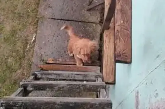 Собаки потеряшки, Нивное, фото: Потеряшка собака, Луговец, Брянская область - белое пятно на голове и белая грудь