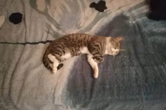 Пропала кошка, улица Свердлова, 18, Гайдук - серый окрас с белыми 