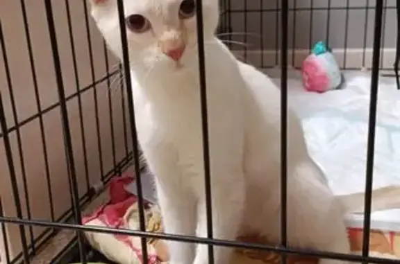 Найдена кошка, Зональная Станция, фото: Найден котёнок, улица Виталия Грачёва, 3, Зональная Станция - беленький, голубые глаза