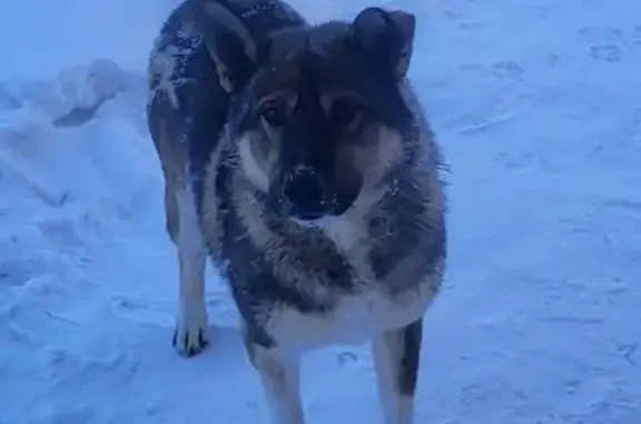 Найдена собака, Покровск, фото: Найден собака, Покровск, Республика Саха (Якутия) - черепахового окраса с асимметрией ушей