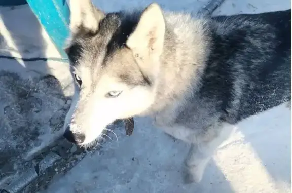 Найдена собака, Иркутск, фото: Найден собака хаски, Садовая сnt им. 6-й Пятилетки, 23, Иркутск
