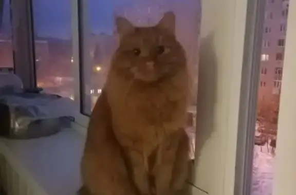 Пропал кот, Рабочая улица, 57 к1, Домодедово - окрас копчёной рыжий, добрый но пугливый - photo