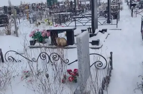 Найдена кошка, Стрелецкое, фото: Найден кот, «Крым», Стрелецкое - сиамский мальчик