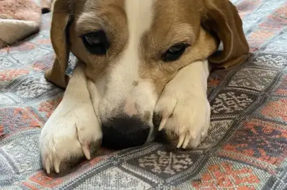 Пропала собака, 61Н-410, Пионерский - ушла гулять и не вернулась - photo