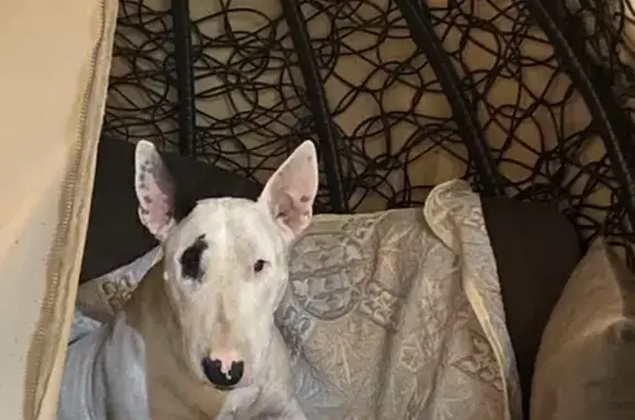 Пропала собака, улица Чапаева, 30, Динская - белый бультерьер с черным ухом и глазом - photo