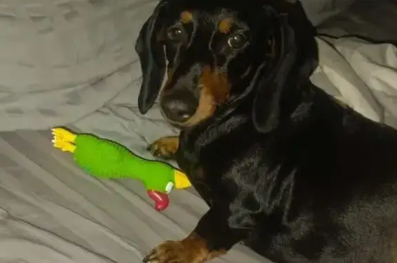 Пропала собака, девочка, улица Брусилова, 35 к1, район Щербинка, Милицейский посёлок - карликовая такса - photo