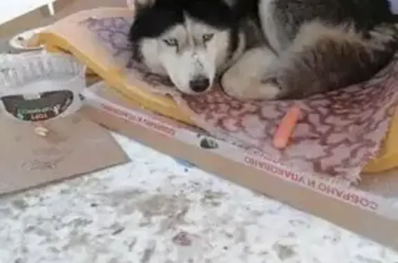 Найдена собака, Азов, фото: Найдена собака, Коллонтаевский переулок, 127, Азов - окрас характерный для породы хаски