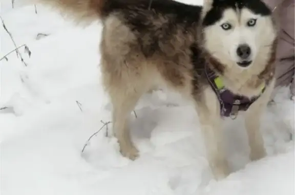 Пропала собака, Северный, Московская область - голубые глаза, бело-чёрный окрас - photo