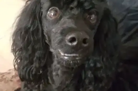 Пропал собака, улица 1-я Линия, 48/1, Краснодар - убежал вместе с поводком - photo