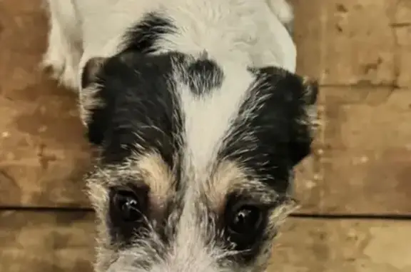 Найденные животные Ханты-Мансийский район, фото: Найдена собака, 4-я линия, 7, Ханты-Мансийский район - белая с чёрными пятнами