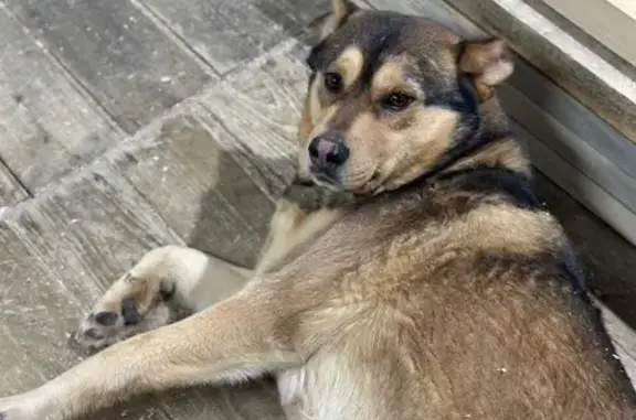 Собаки потеряшки, Томск, фото: Потеряшка собака, Профсоюзная улица, 2 к4, Томск - рыжий пушистый с обрезанными ушами