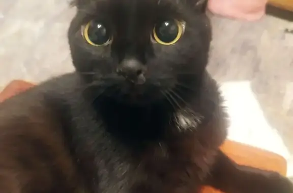 Кошки потеряшки, Липецк, фото: Потеряшка кошка, улица Полетаева, городской округ Липецк - чёрная с черепаховым отливом