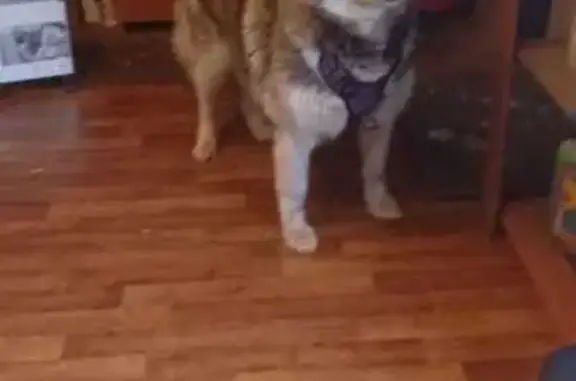 Найдена собака, Кемерово, фото: Найдена собака, 2-я Камышинская улица, 2А, Кемерово - палевый окрас, фиолетовая шлейка