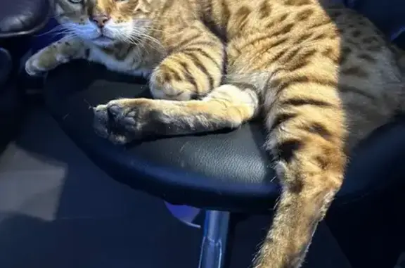 Пропал кот, Западная улица, 21, Турово - светло-коричневый с тёмными пятнами - photo