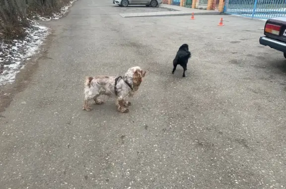 Найдена собака, Ессентуки, фото: Найдена собака, улица Ермолова, 139, Ессентуки - коричневый с белым спаниель