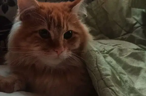 Пропал кот, улица Мира, 19А, Череповец - photo