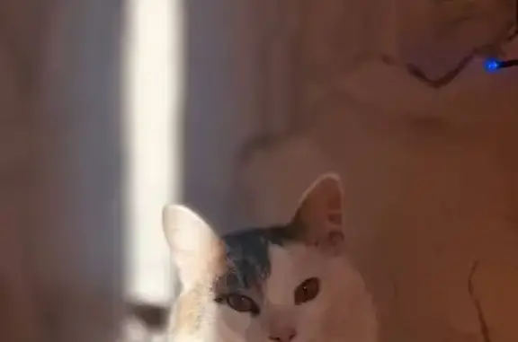 Пропал кот, Хабаровская улица, 4, Москва - ласковый с голубым ошейником и колокольчиком - photo