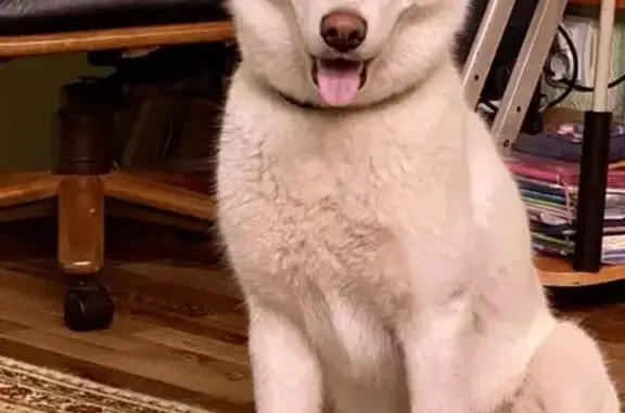 Собаки потеряшки, Магадан, фото: Потеряшка собака, Объездное шоссе, 22, Магадан - хаски с голубыми глазами