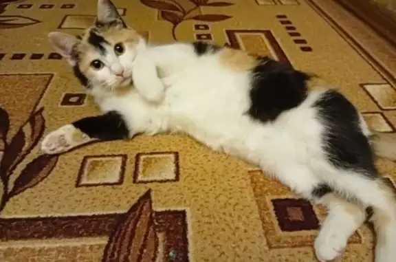 Найденные животные Рославль, фото: Найдена кошка, Рославль, Смоленская область - трёхцветная, около 6 месяцев