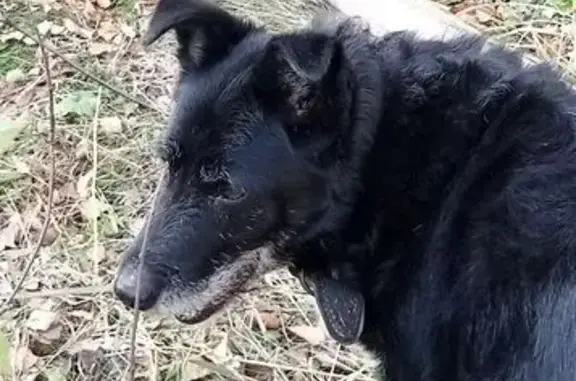 Пропал собака, Некрасовское шоссе, 46А, Кострома - Рич с мраморными лапками - photo