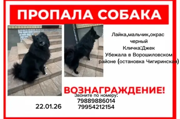 Пропал собака, Минераловодская улица, 54, Волгоград - по кличке Джек - photo