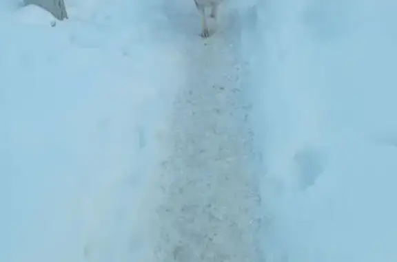 Найдена собака, Тамбов, фото: Найден собака, мужской, Авиационная улица, 143, городской округ Тамбов - бегает хаски с ошейником