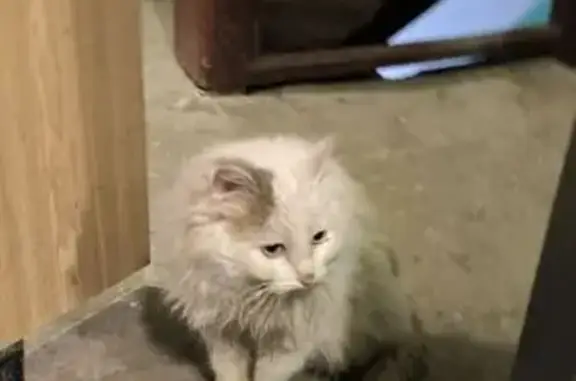 Найденные животные Нижний Новгород, фото: Найдена кошка, улица Невзоровых, 37/57, Нижний Новгород - ласковая и контактная
