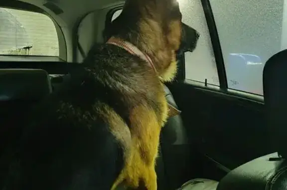 Найдена собака, Следнево, фото: Найден собака, Двориковское шоссе, Следнево - кобель немецкой овчарки