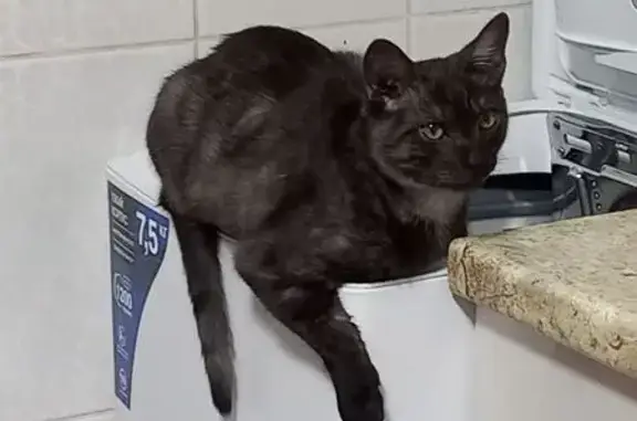 Кошки потеряшки, Михайловск, фото: Потеряшка кот, улица Терешковой, 34А, Михайловск - трёхцветный, очень игривый