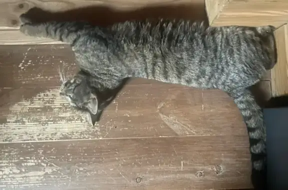 Пропал кот, Лупполово, Ленинградская область - серый с полосами - photo