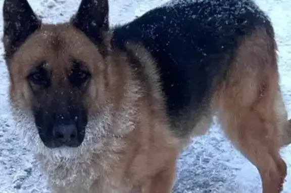 Найдена собака, Троицк, фото: Найден собака, Москва, Троицк - рыжий с черным окрас, метис овчарки