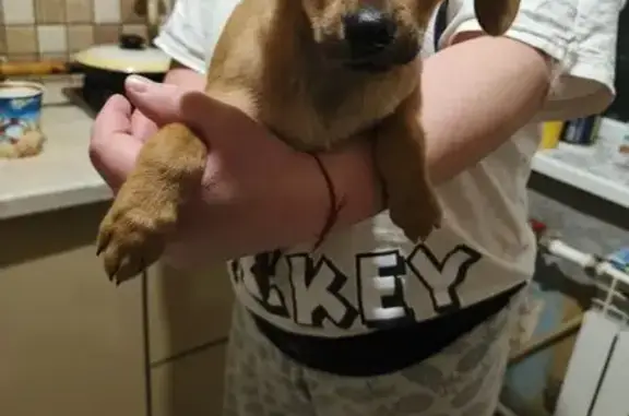 Найдена собака, Щёкино, фото: Найден собака, улица Мира, 26, Щёкино - щенок без ошейника в свитере