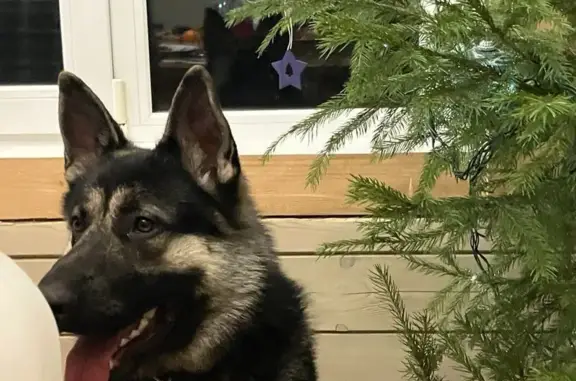 Пропал собака, 87, Филиппово, Дубна - метис ВЕО, крупный, чёрный окрас - photo