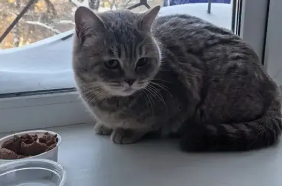 Найдена кошка, Томск, фото: Найдена кошка, Учебная улица, 50, Томск - очень спокойная и упитанная