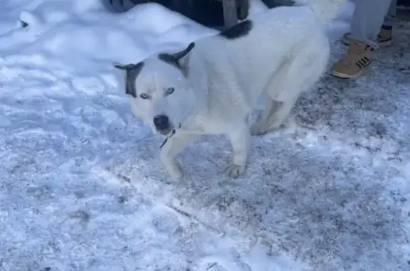 Найдена собака, Тула, фото: Найдена собака, мужской, Скуратовская улица, 109, Тула - белая Хаски с голубыми глазами