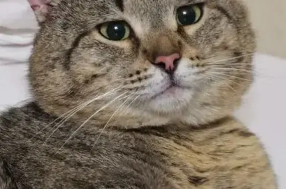 Найдена кошка, Миасс, фото: Найдена кошка, Орловская улица, 14, Миасс - оранжевый ошейник