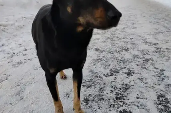 Найденные животные Иваново, фото: Найден собака, улица Фрунзе, Иваново - гладкошёрстный кобель со шрамом