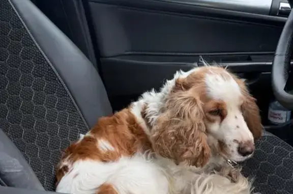 Найденные животные Чалтырь, фото: Найдена собака, Чалтырь, Ростовская область - спокойный бело-рыжий спаниель