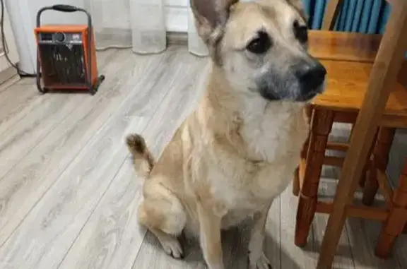 Найдена собака, Красноярск, фото: Найдена собака, ул. Апрельская, Красноярск - знает команды