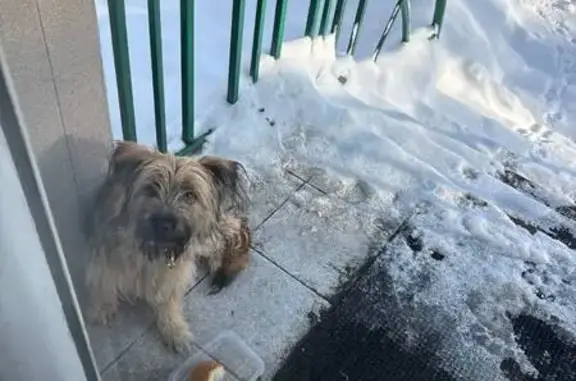 Найденные животные Новомосковск, фото: Найдена собака, улица Дружбы, 15, Новомосковск - сорвалась с поводка