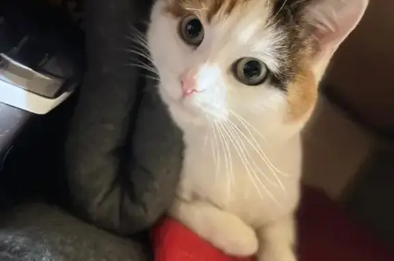 Пропала кошка, Поливенское шоссе, Ульяновск - photo